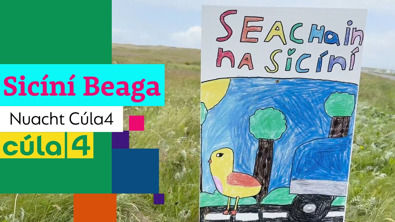 Sic&iacute;n&iacute; Beaga | Nuacht C&uacute;la4 🐣🐥