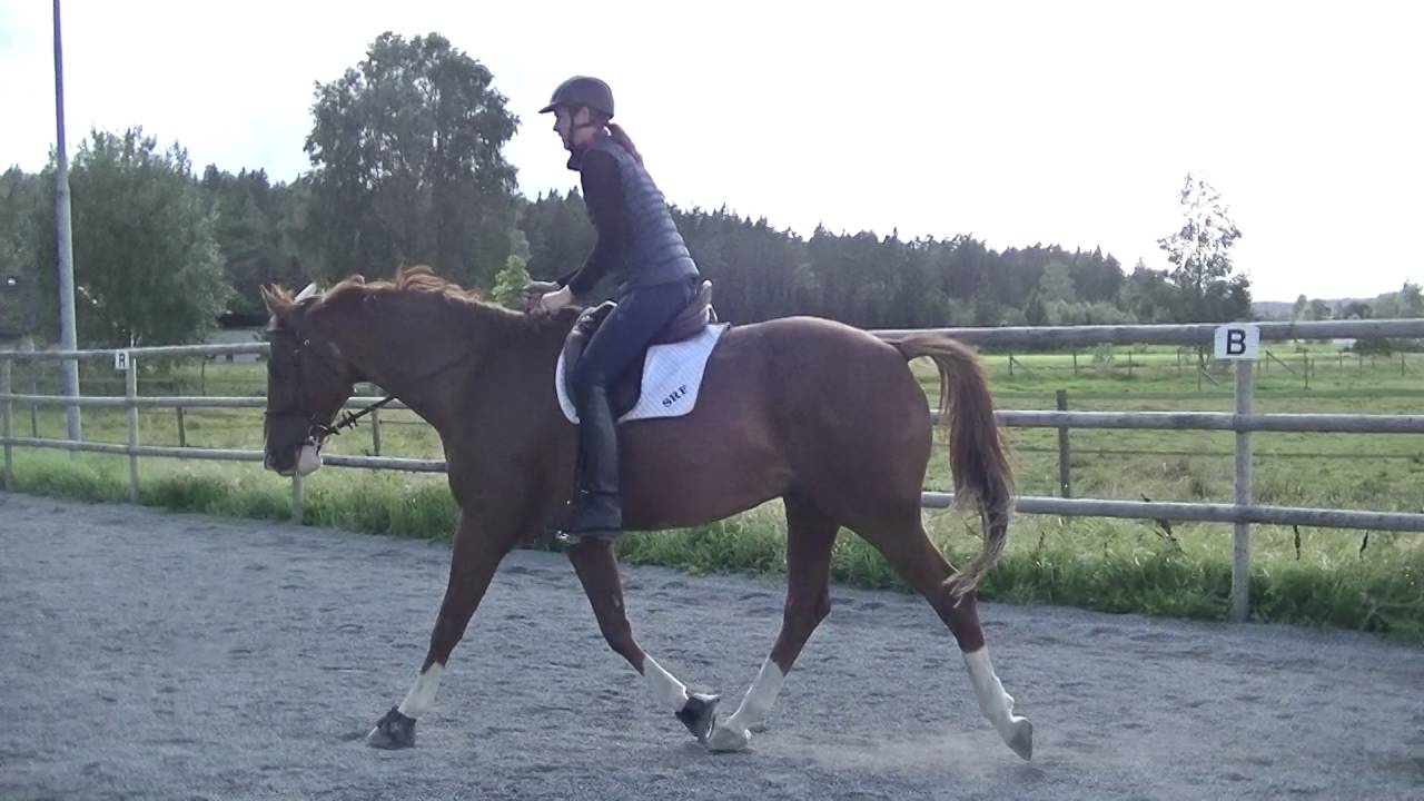 Mjuka upp hästens Fascia