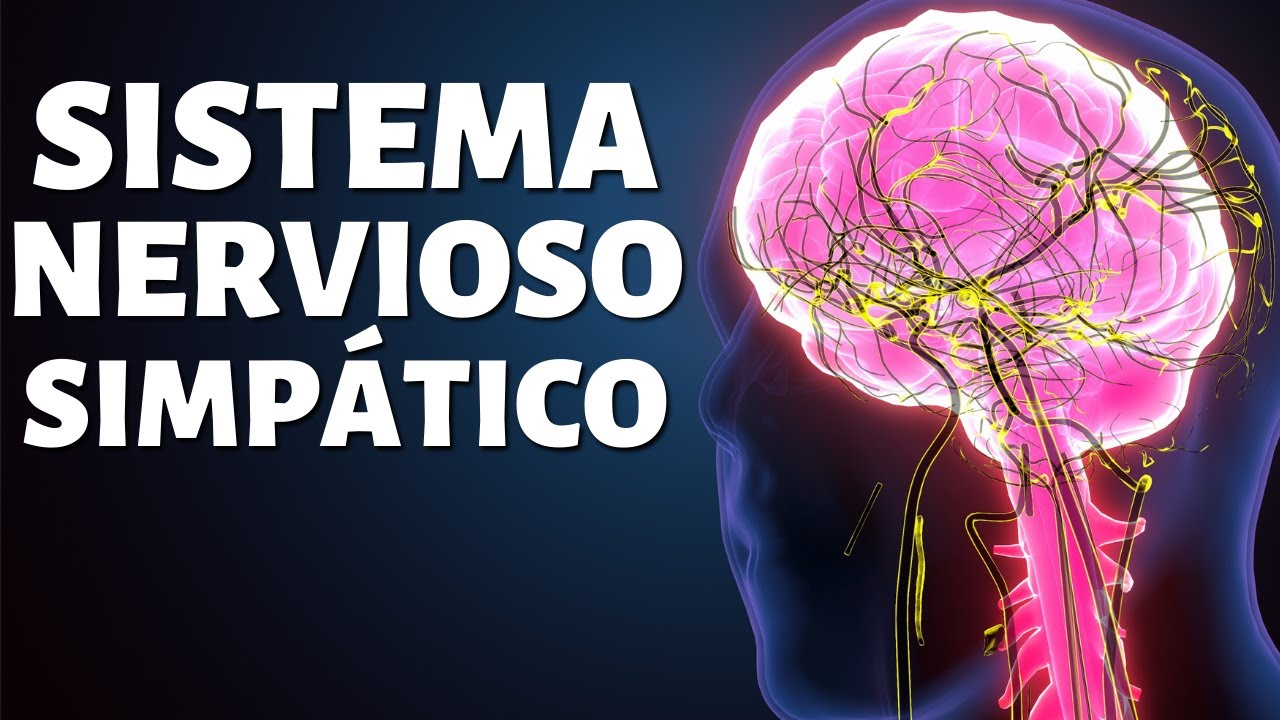 El SISTEMA NERVIOSO SIMPÁTICO explicado: partes, funciones y conexiones🧠