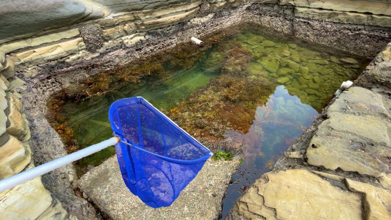 夏の磯でガサガサしたら楽し過ぎた【死滅回遊魚採集】