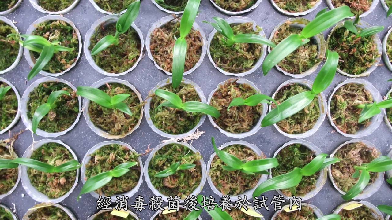 A 18種苗場 春石斛組織培養種苗量產技術