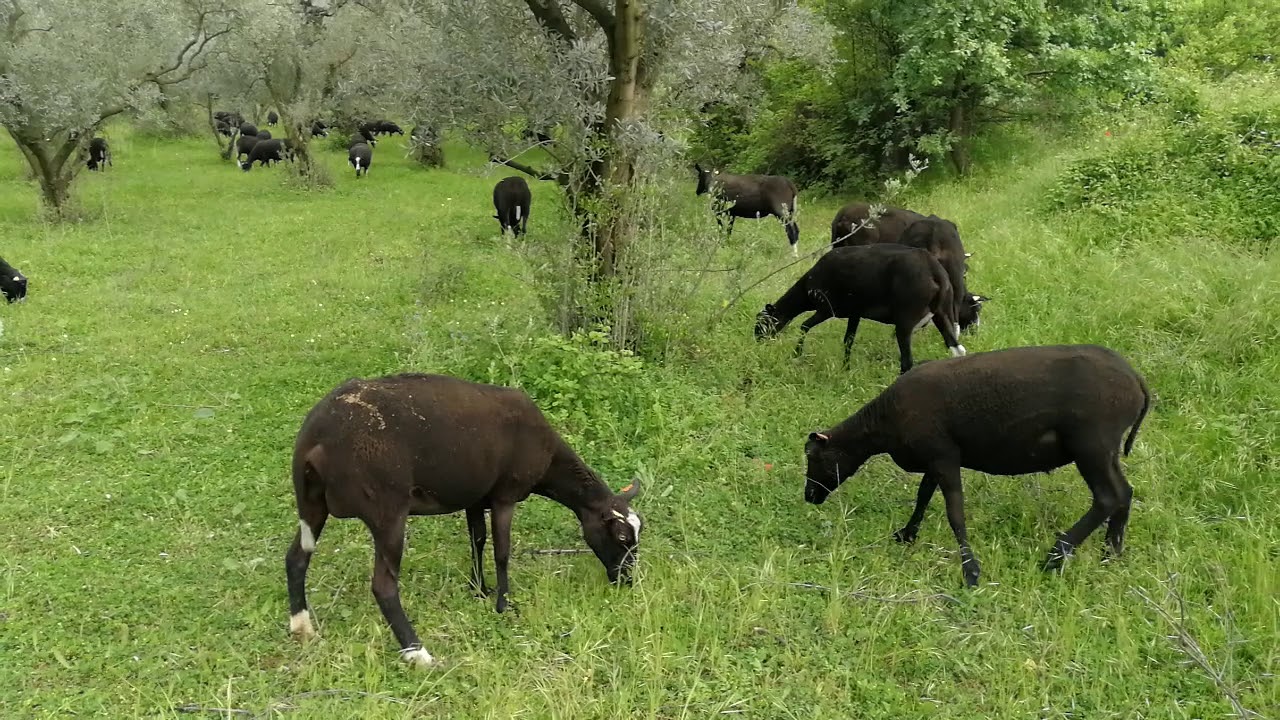 #zwartbles koyunlarımız hakkında anlattım.