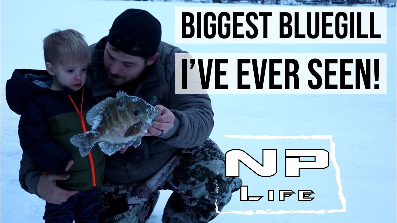 Biggest Bluegill I've Ever Seen! | Ice Fishing Lake Metigoshe | NPLife