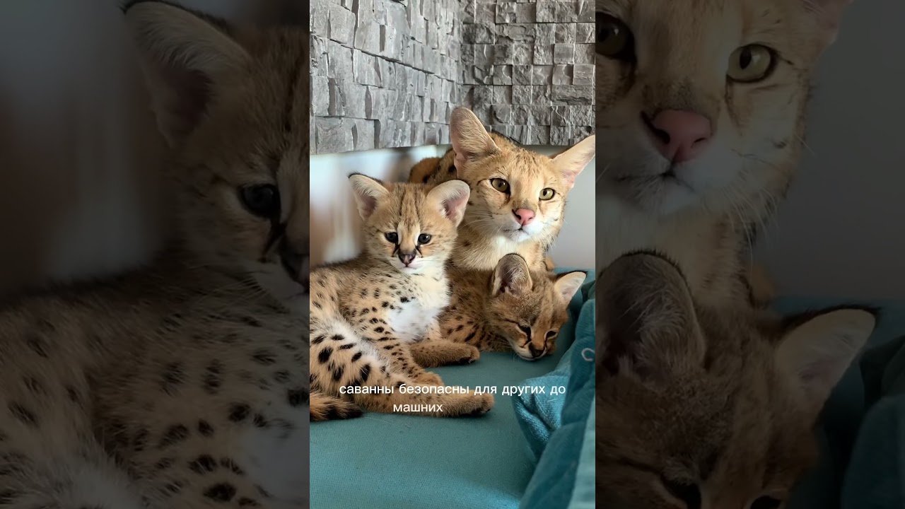 Сервал или Саванна? #cats #cat #kitten #animal#саванна#сервал#саваннаф1#savannahf1#serval