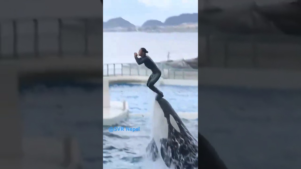 Swimming with dolphins 6 
