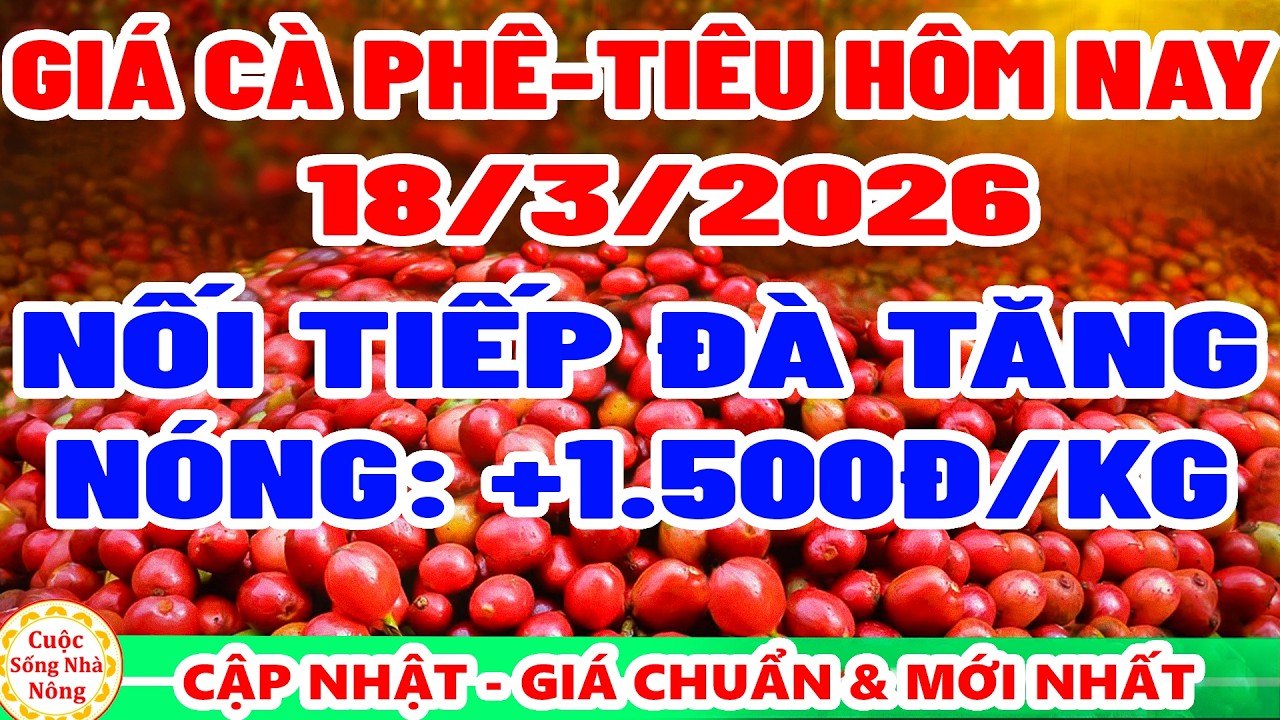Gi&aacute; c&agrave; ph&ecirc; h&ocirc;m nay ng&agrave;y 18/3/2026 | TĂNG N&Oacute;NG +1.500Đ/KG - gi&aacute; ti&ecirc;u h&ocirc;m nay