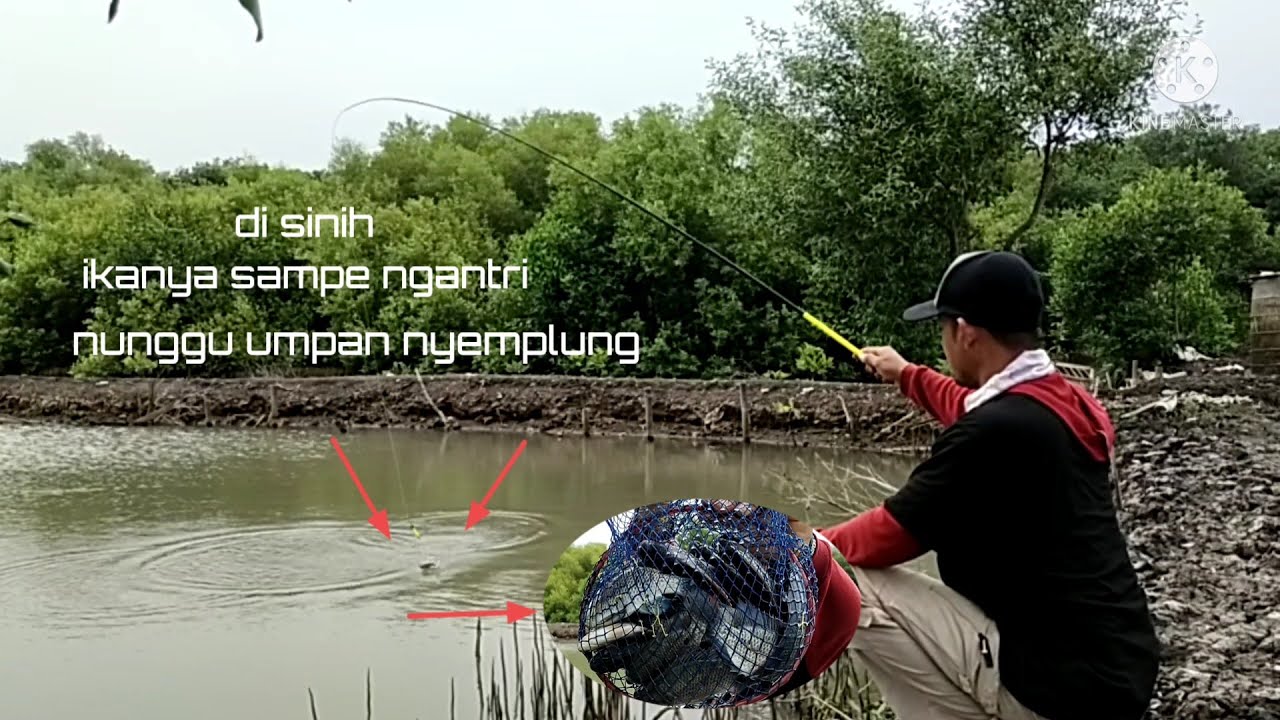 mancing di sini ikanya sampai ngantri  nunggu umpan jatuh|| langsung suuut