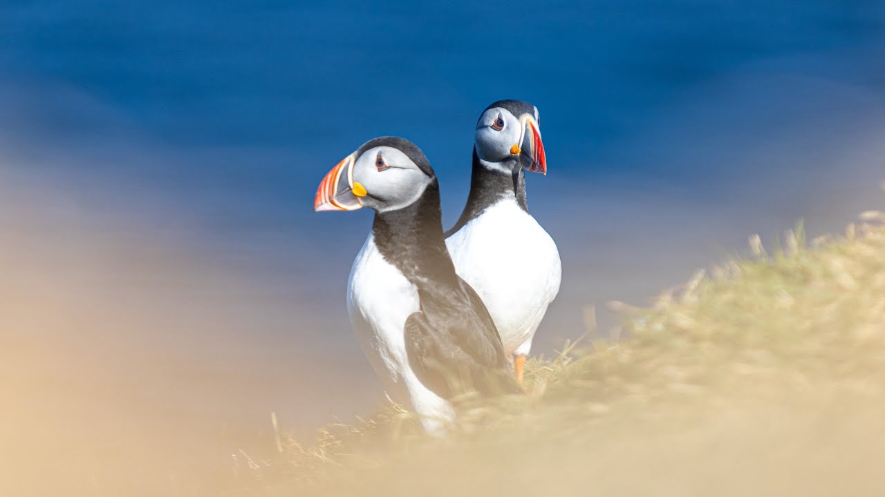 🧡 Meet the Cutest Puffins Ever! 🐧