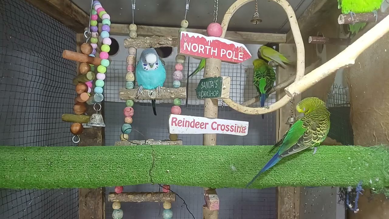 The Smartest Parrot in the World!
