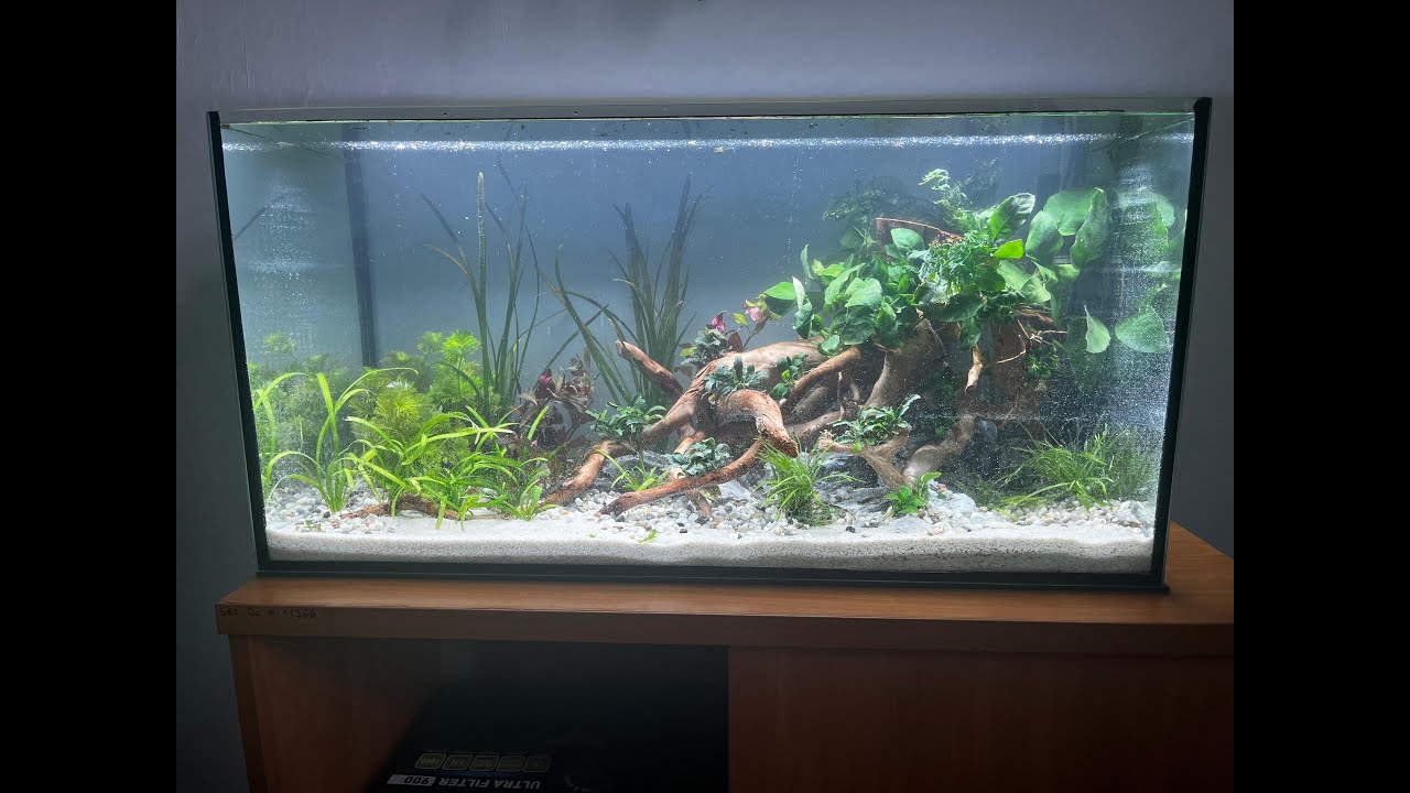 #27 🌿 Aranżacja akwarium 112 l – roślinne akwarium z Red Moor 🌿