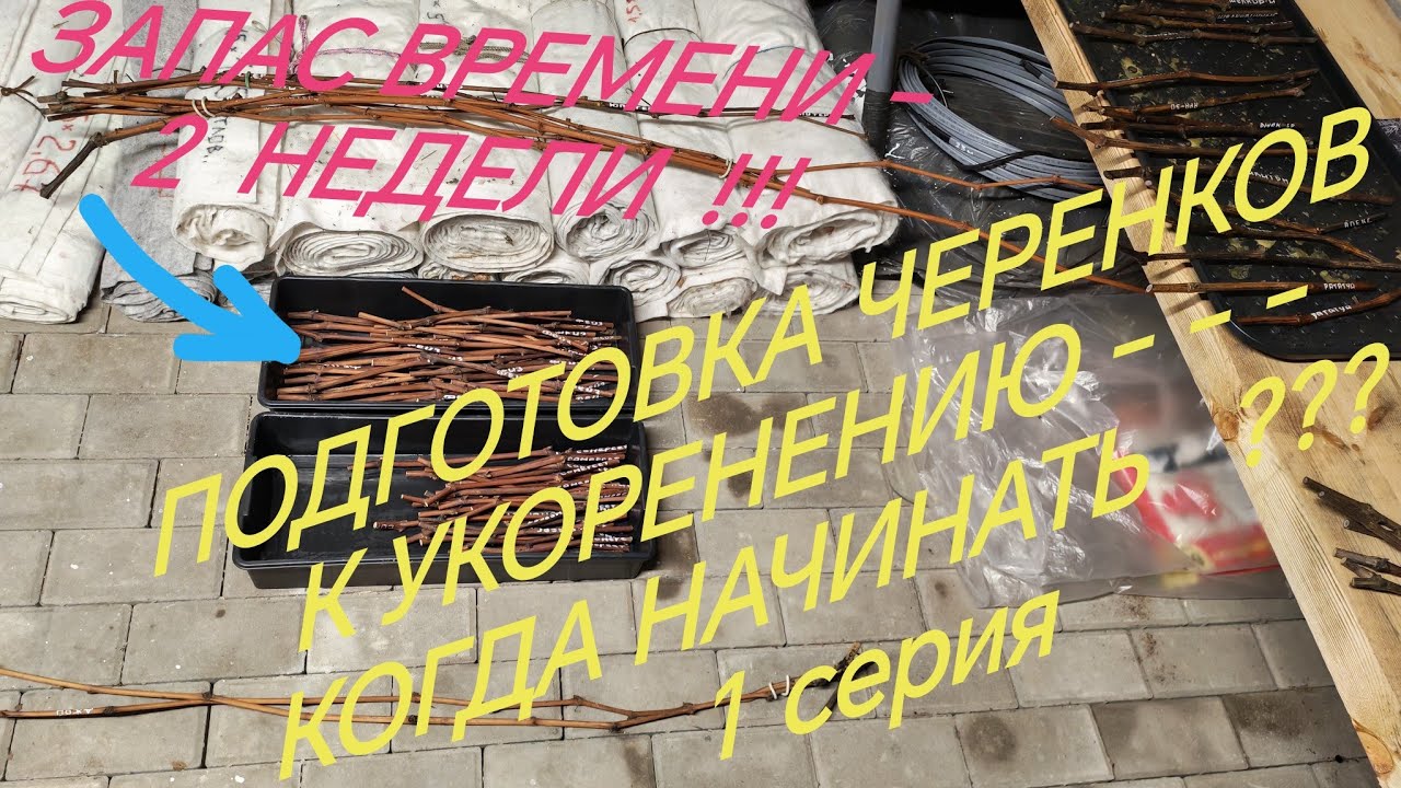 От черенка до урожая - 1серия. Подготовка черенков к укоренению. 