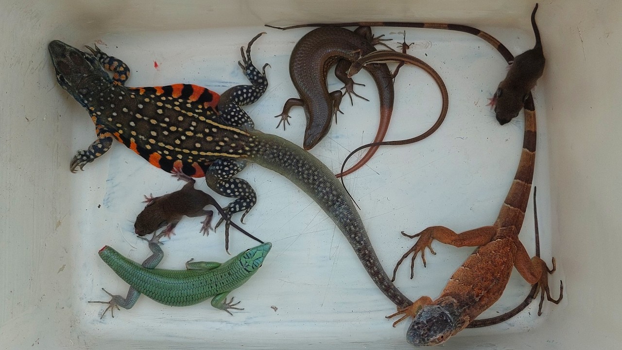 Amazing exploring catching lizards,iguana,beautiful lizard,endangered animals,skink and baby mouse