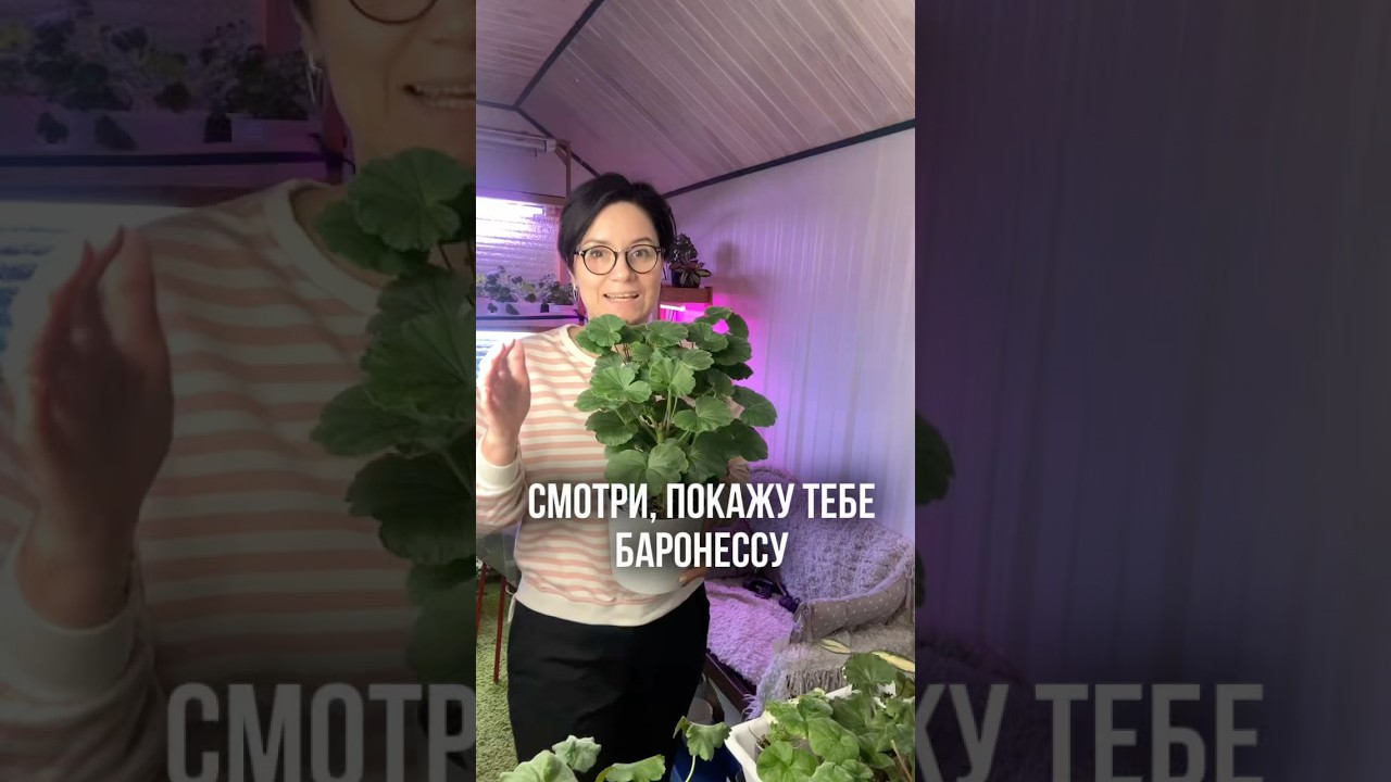 Пеларгония ЮВ-Баронесса. формировка куста пеларгонии