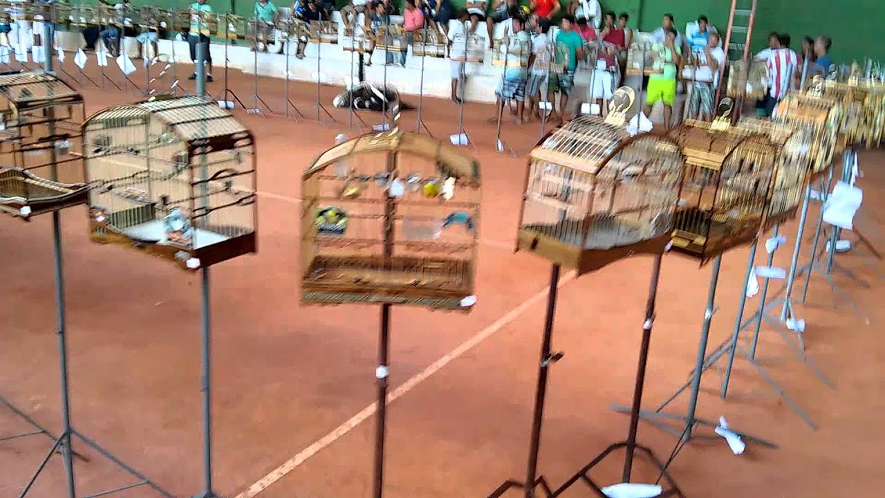papa capim torneio