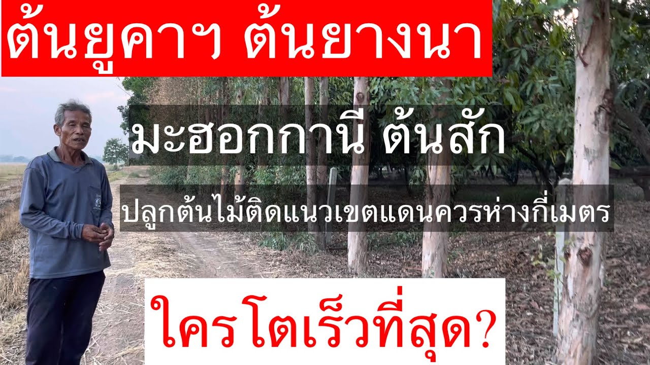 #ต้นยูคา#ต้นยางนาต้นมะฮอกกานี#ต้นสัก#ใครโตเร็วที่สุด#ปลูกต้นไม้ติดแนวเขตแดนเว้นระยะห่างกี่เมตร