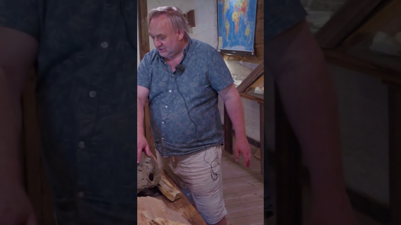 Skrzemieniałe drewno z Roztocza