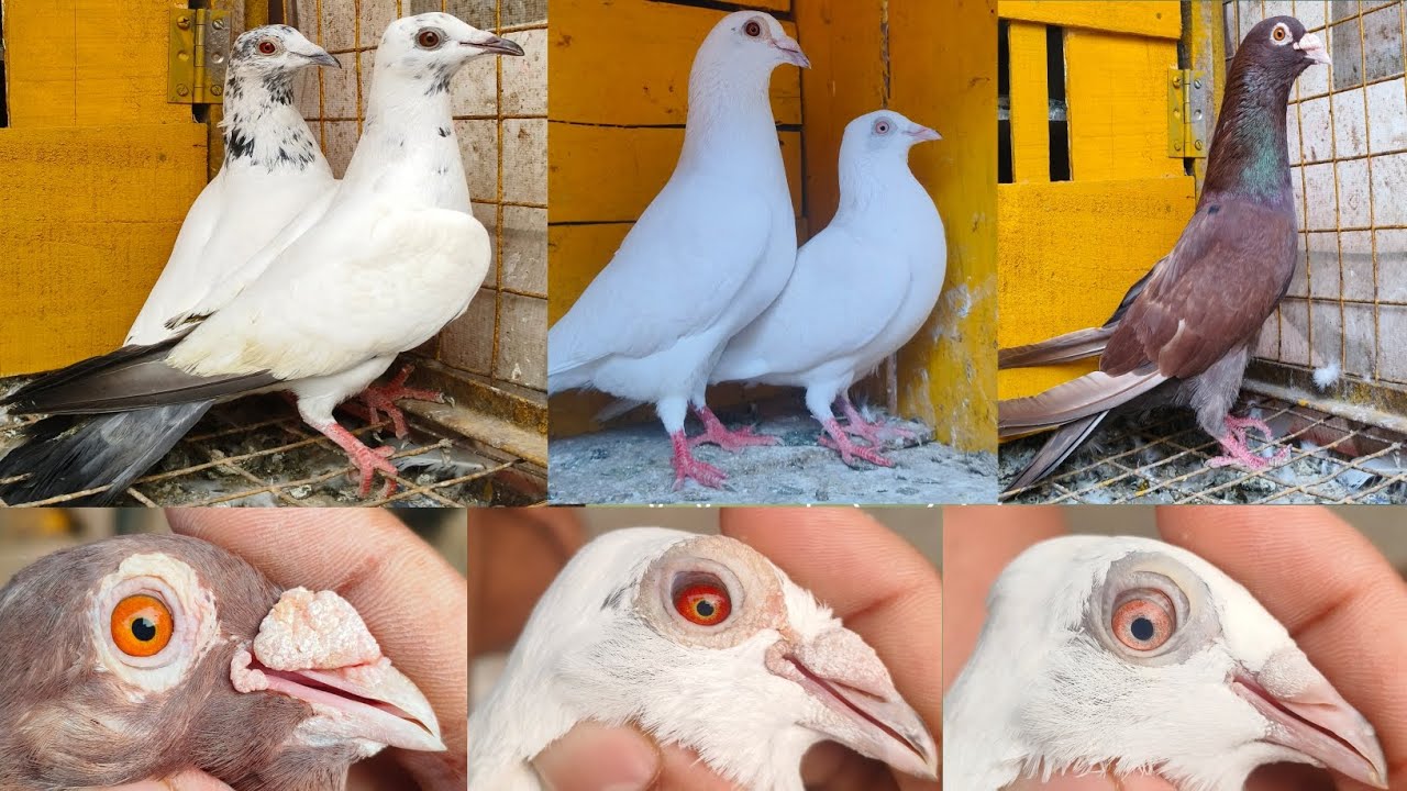 Good quality andhra  madrasi pigeon sale / ভালো কোয়ালিটি আঁন্দ্রা মাদ্রাসী পায়রা সেল  9330080112
