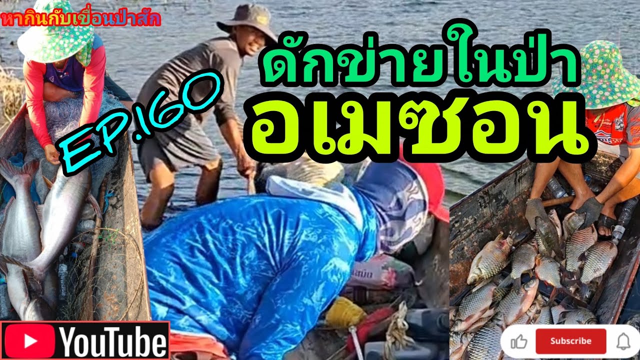 EP.160 ดักข่ายในป่าอเมซอน #fishing #ดักข่าย #นั่งเรือตกปลา #หากินกับเขื่อนป่าสัก 