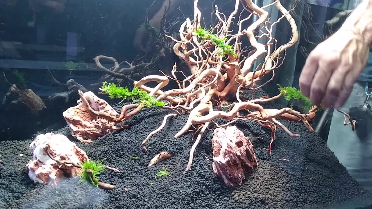 Allestimento Tutorial vasca ADA CUBE GARDEN