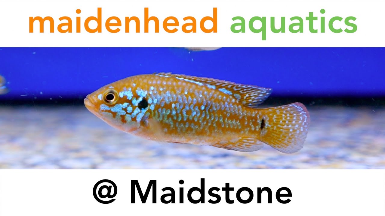 Maidenhead Aquatics @ Maidstone