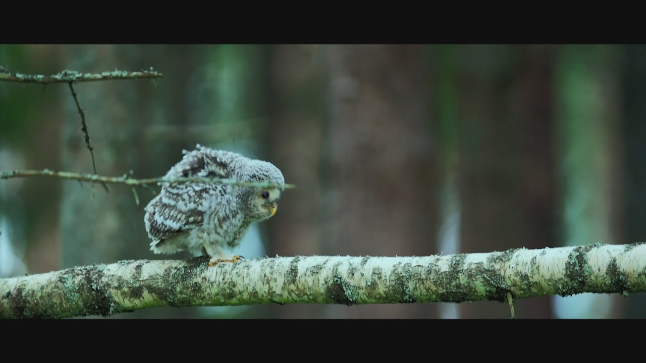 Discover Karula National Park in Estonia