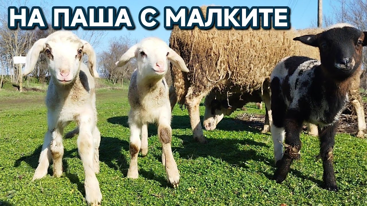 МАЛКА РАЗХОДКА С ОВЦЕТЕ И АГНЕТАТА #farming #automobile #villagelife #lifeisbutadream 
