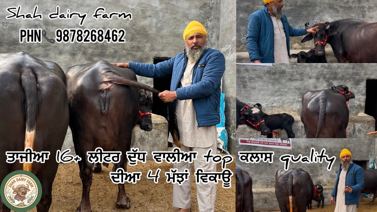 14 January 2026 ਫ਼ੋਨ 📞 9878268462 / 9878931779 ਤਾਜ਼ੀਆ 16+ ਲੀਟਰ ਵਾਲੀਆ 4 ਮੱਝਾਂ ਵਿਕਾਊ