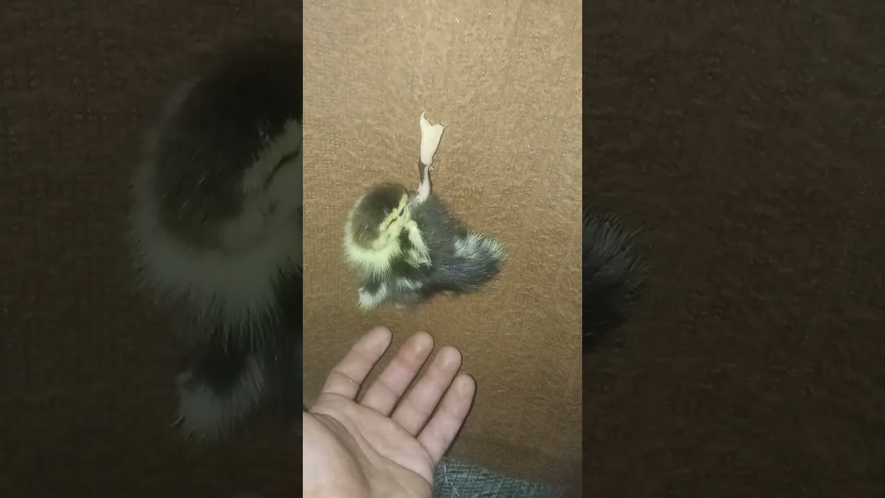lal ördək balaları haqqında məlumat
