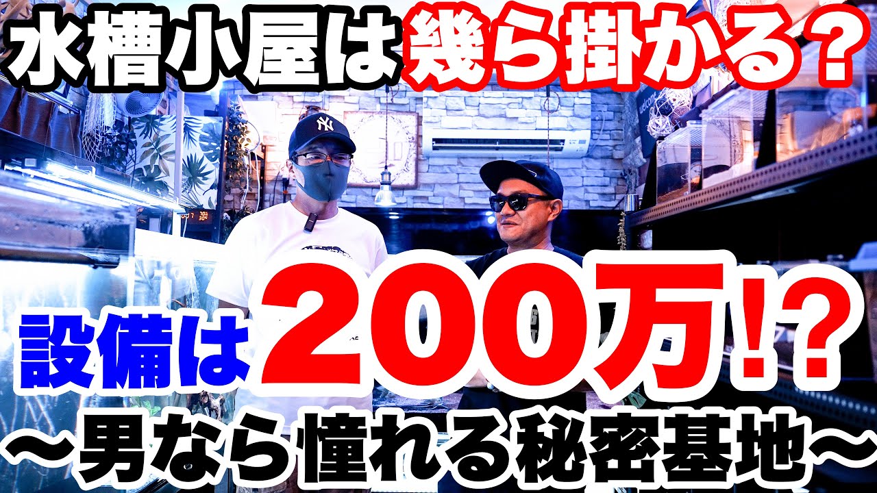 【お宅訪問】水槽小屋は一体いくら？設備の金額からランニングコストまで！アクアリウム　#aquarium #tropicalfish　#大型魚 #大型水槽 #aquarium #アロワナ #熱帯魚