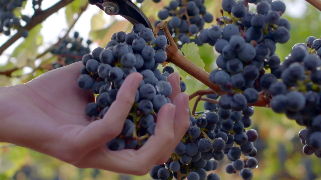 Duckhorn Vineyards Napa Valley Merlot