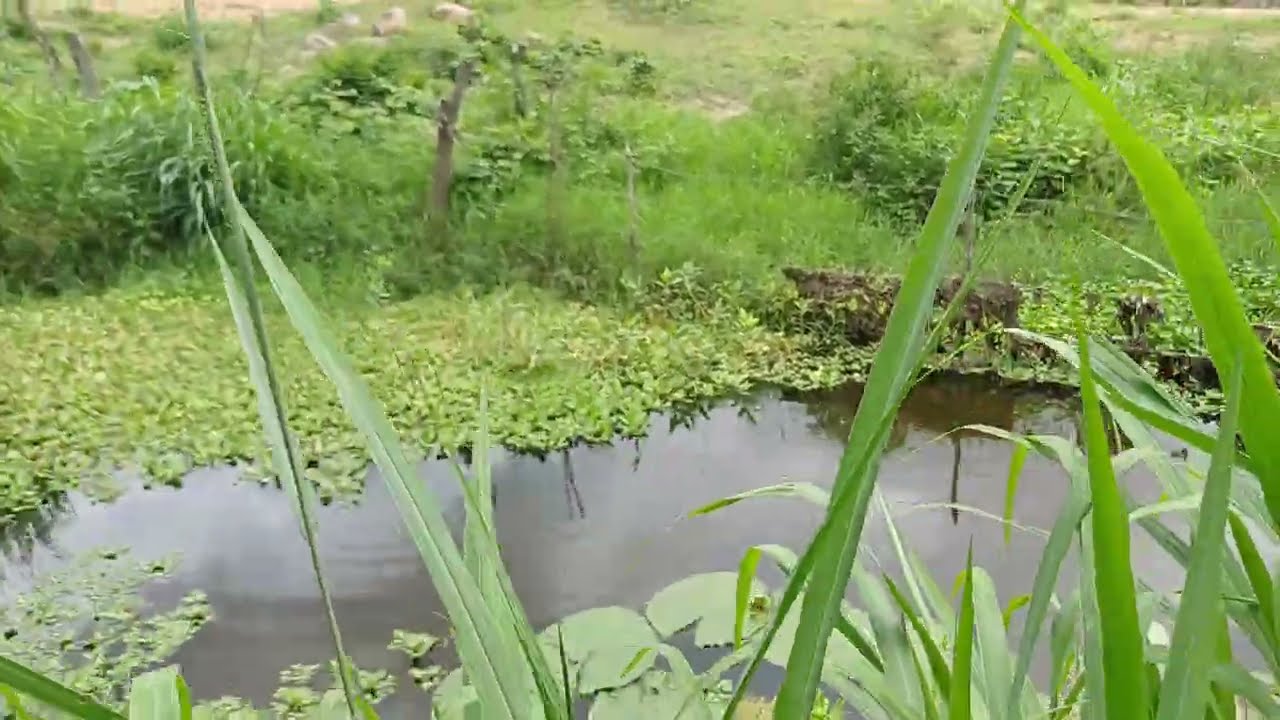 Vendo essa maravilha de sítio 60 hectares 8799102 3154 
