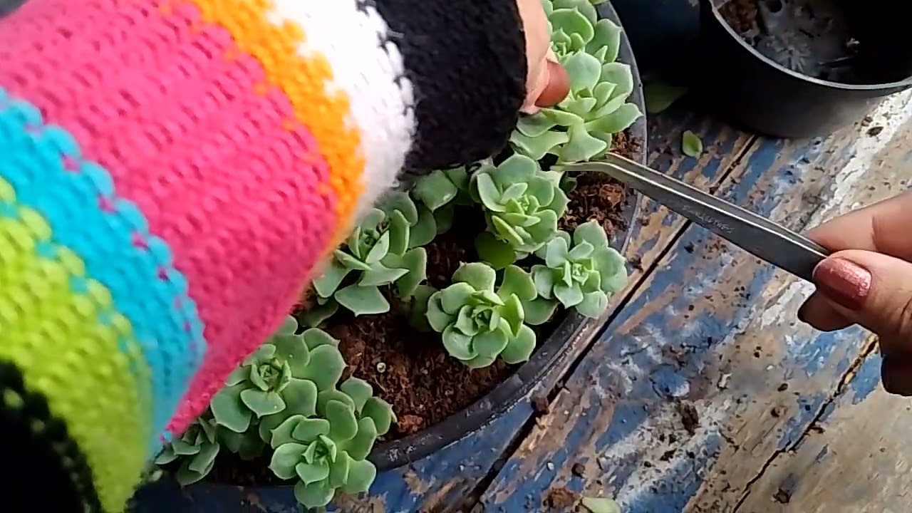 Replantes da glória ❣️🥰#suculentas #arranjofloral #replante #plantas #fyp #foryou #flores 