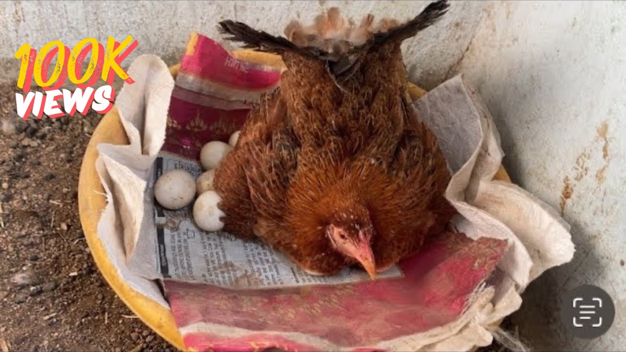 The right way for a hen to sit an eggs || Murgi ko ande baithane ka sahee tareeka