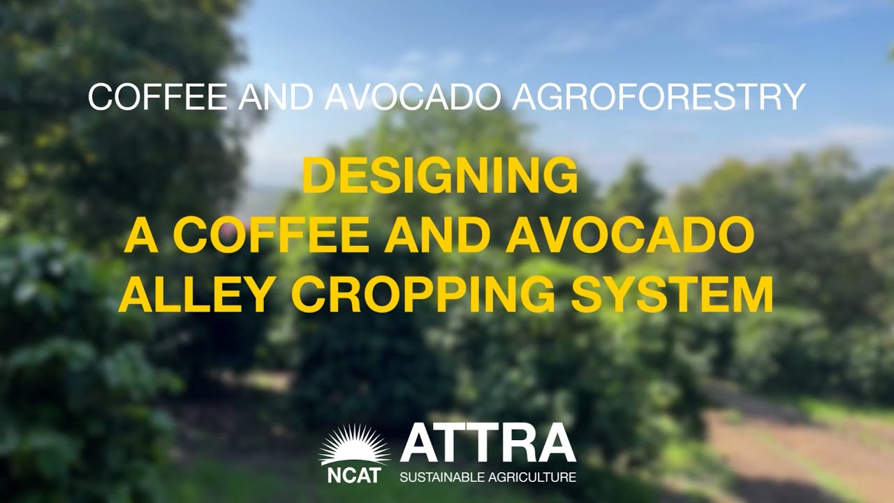 Designing a Coffee and Avocado Alley Cropping System