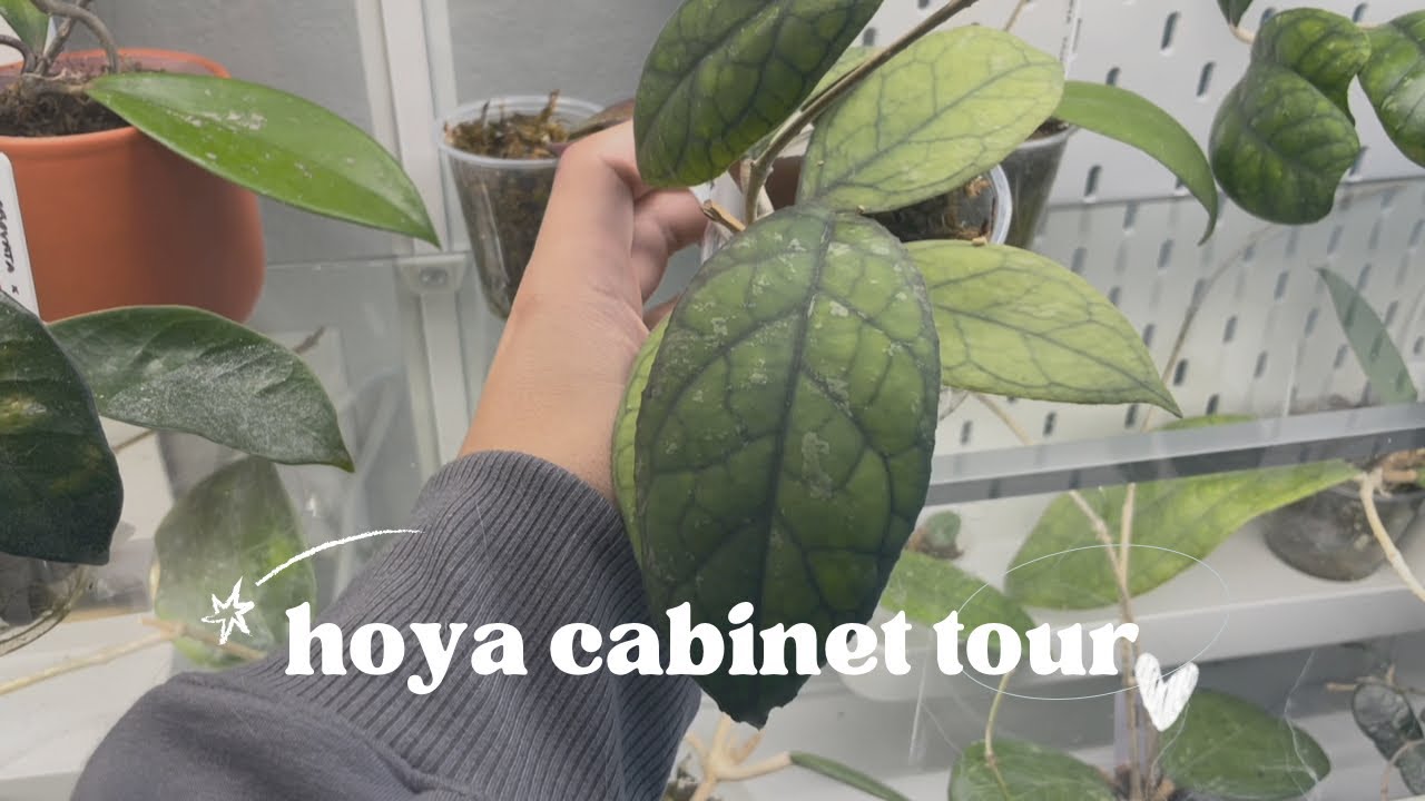 Hoya Cabinet Tour: Come Inside My Milsbo Wide IKEA Greenhouse Cabinet 🍃