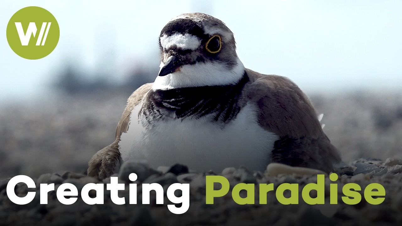 Marker Wadden: How the Netherlands Built New Land for Wildlife (Documentary, 2021)