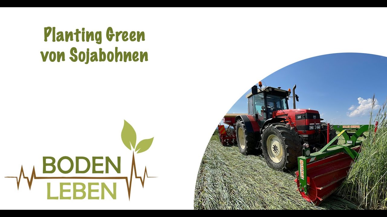 Planting Green von Sojabohnen