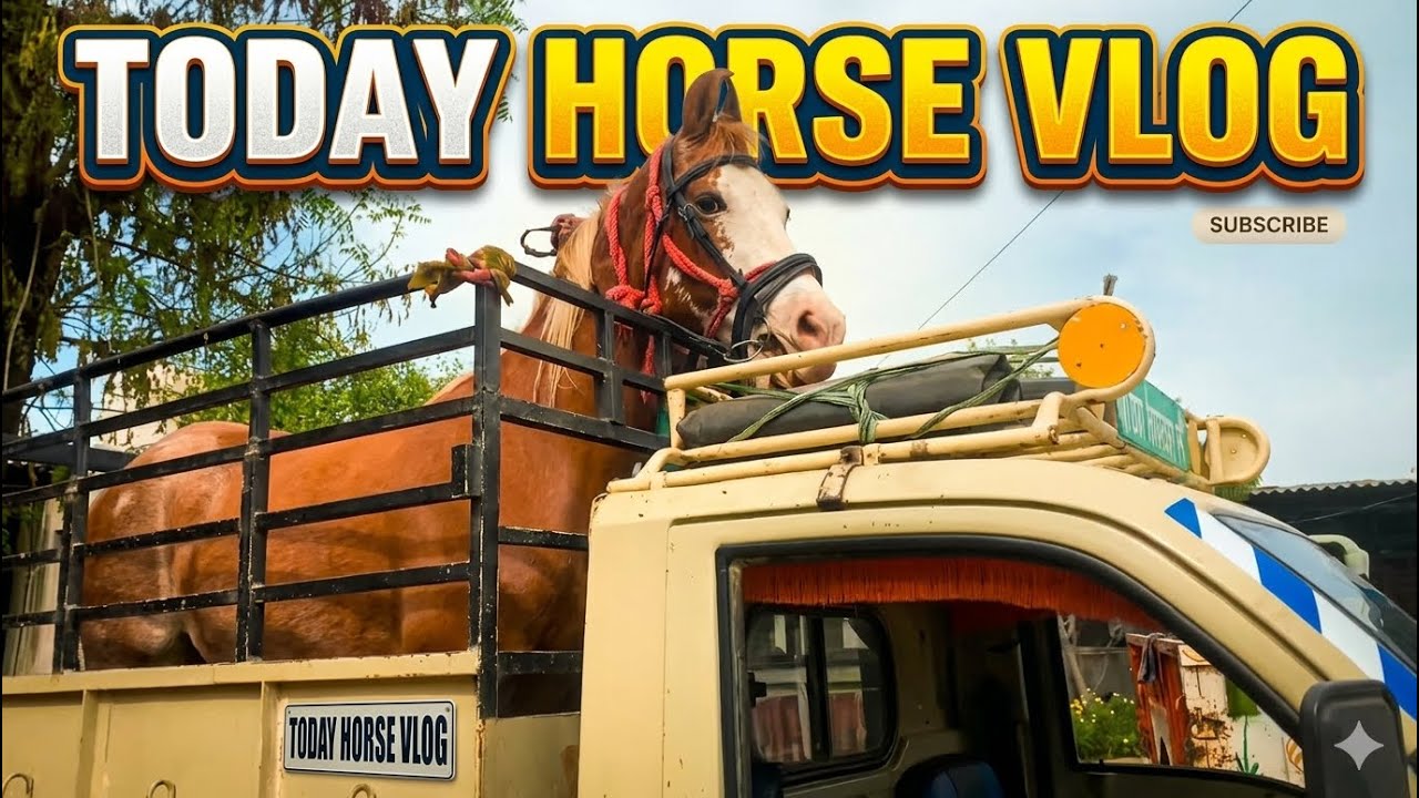 Today horse vlog (ਅੱਜ ਘੋੜੀ ਮੇਟ ਕਰਾਉਣ ਚੱਲਦੇ ਆਂ)