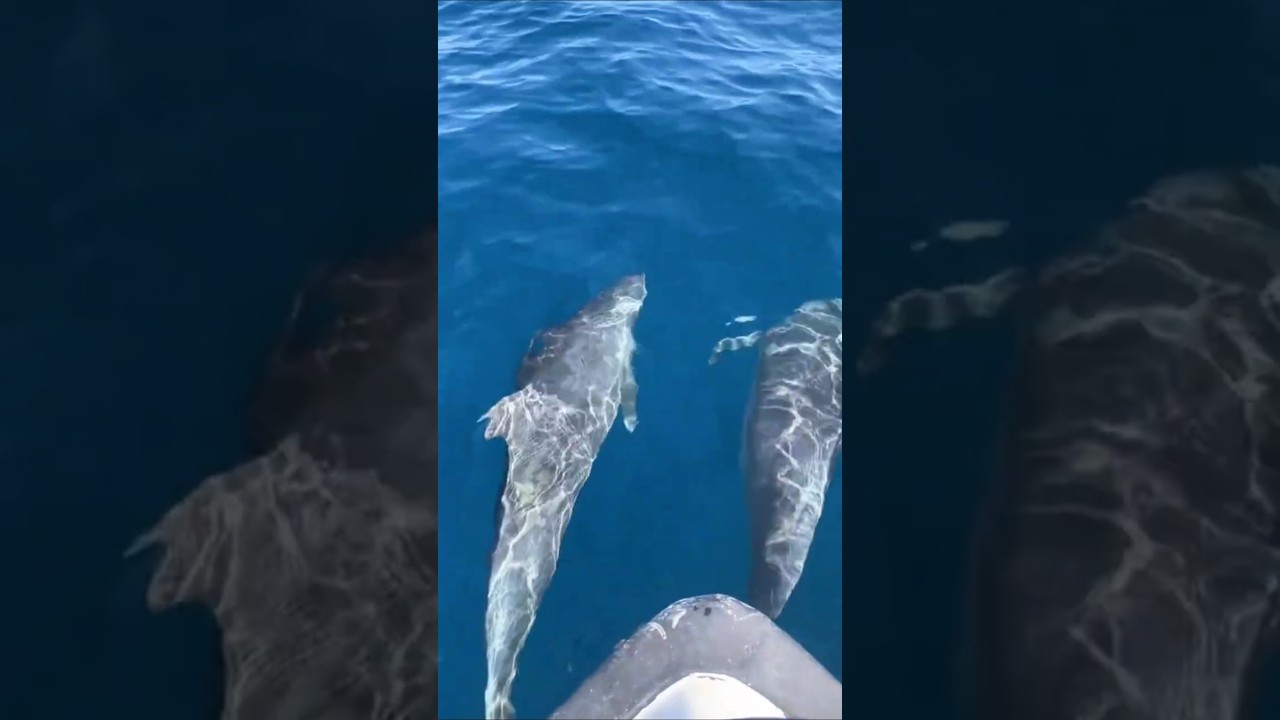 The reason dolphins swimming in front of the boat 