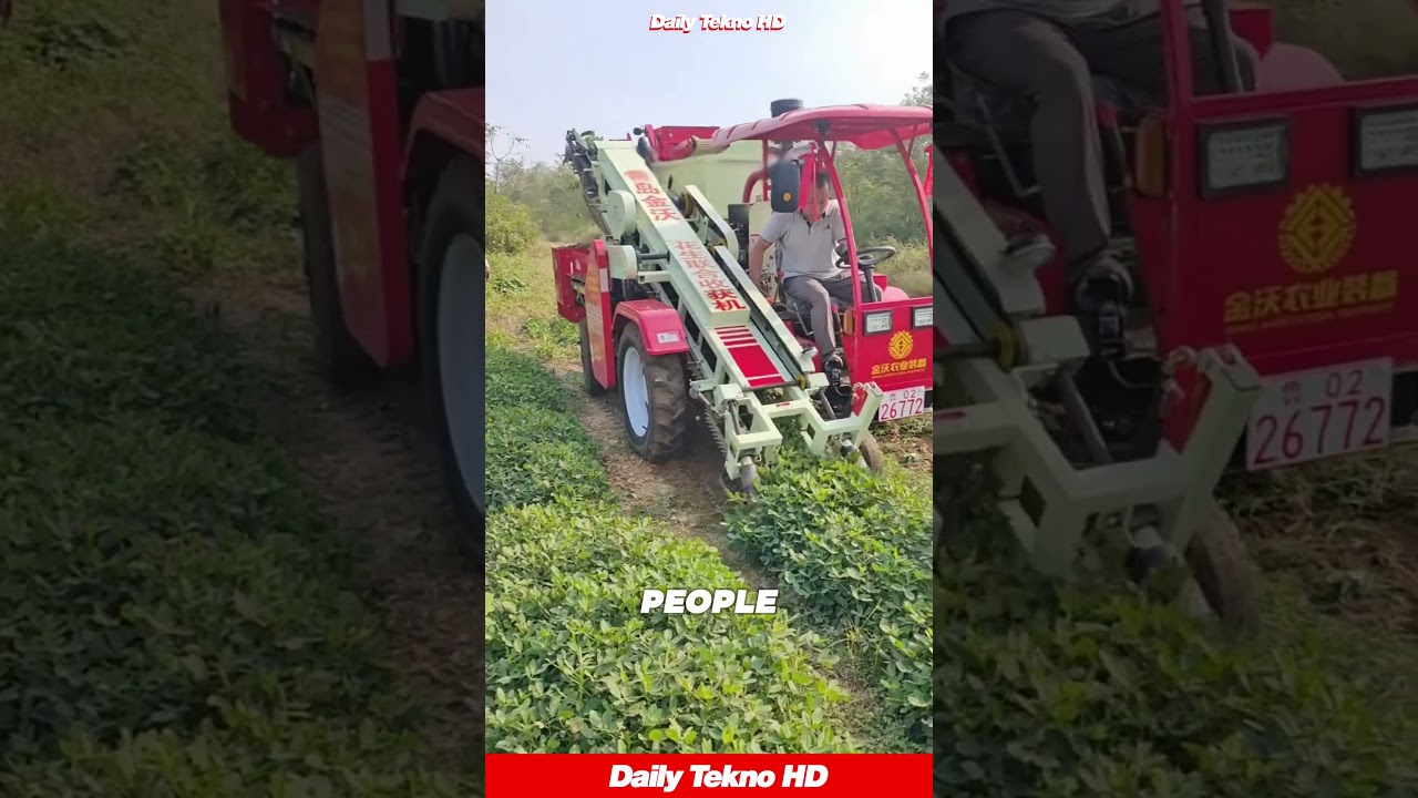Modern Peanut Harvesting Machine in Action! 🚜 #PeanutHarvester