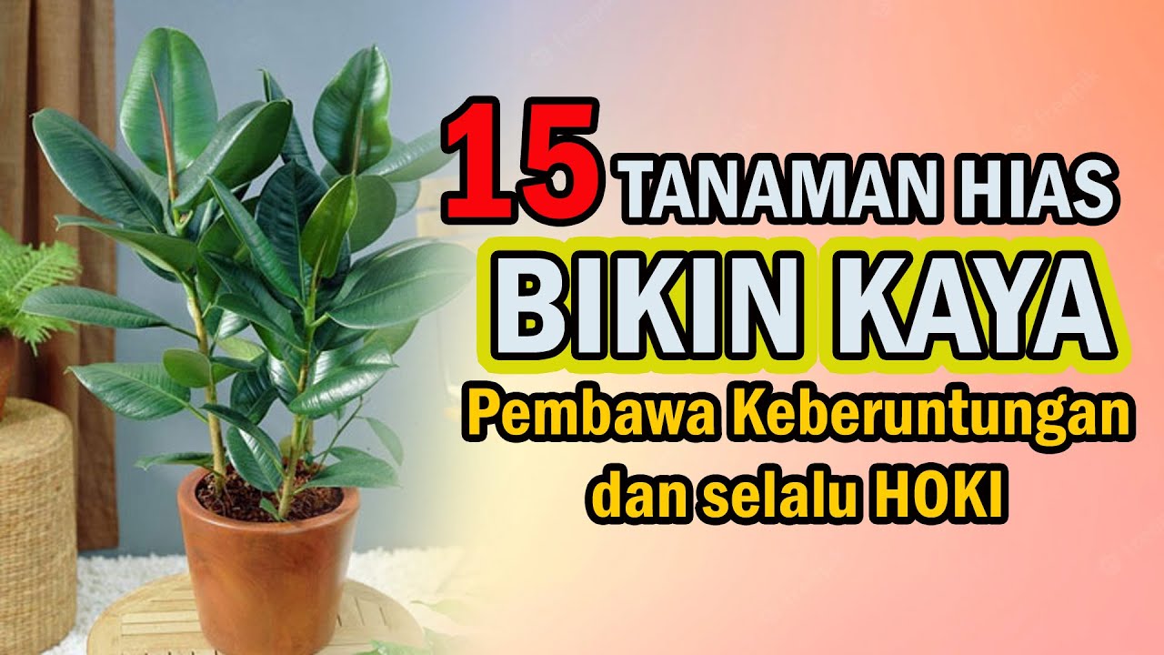 Wajib Punya Dirumah !! 15  Tanaman Hias Pembawa Rejeki & Keberuntungan