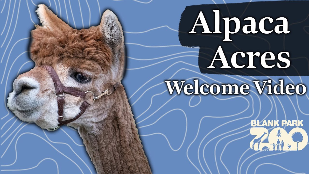 Alpaca Acres | Welcome to Blank Park Zoo