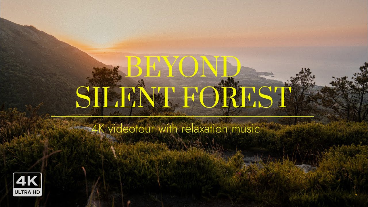 Sunset Above the Ocean & Mountains | A POV Magical Forest Walk 4k