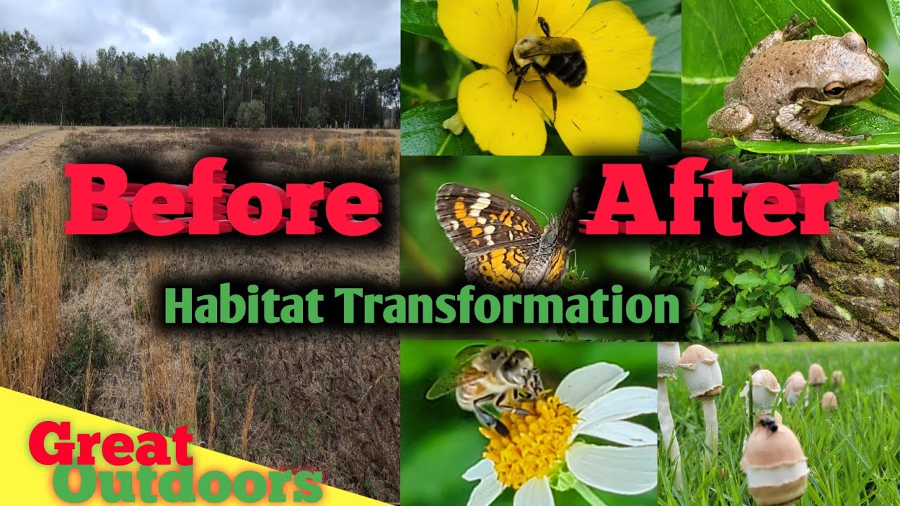 --Habitat Restoration--- The Secret to Attracting pollinators
