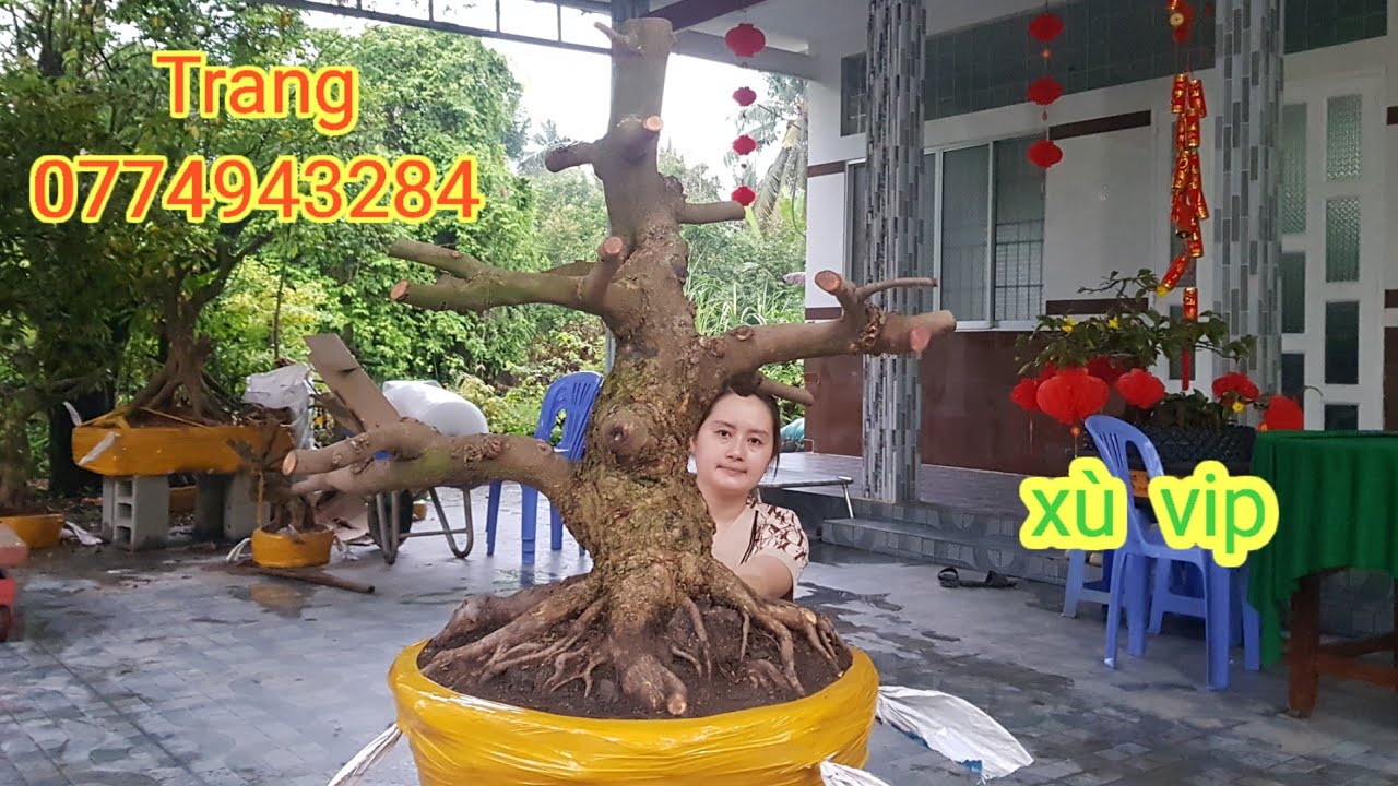 Trang.(@0774943284!). Giao Lưu Mai Xù Dáng Trực Lắc. 27/2/2026