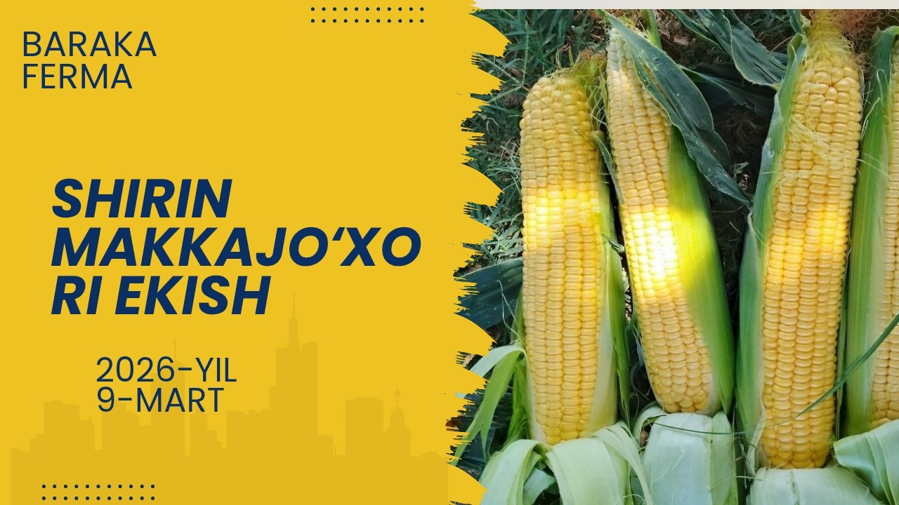 🌽 Shirin Makkajo‘xori Ekish – Oson va Samarali Usul | Baraka Ferma
