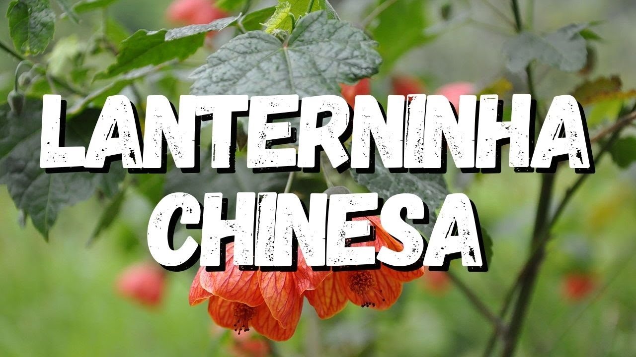 Lanterninha Chinesa: Tudo Sobre Essa Planta