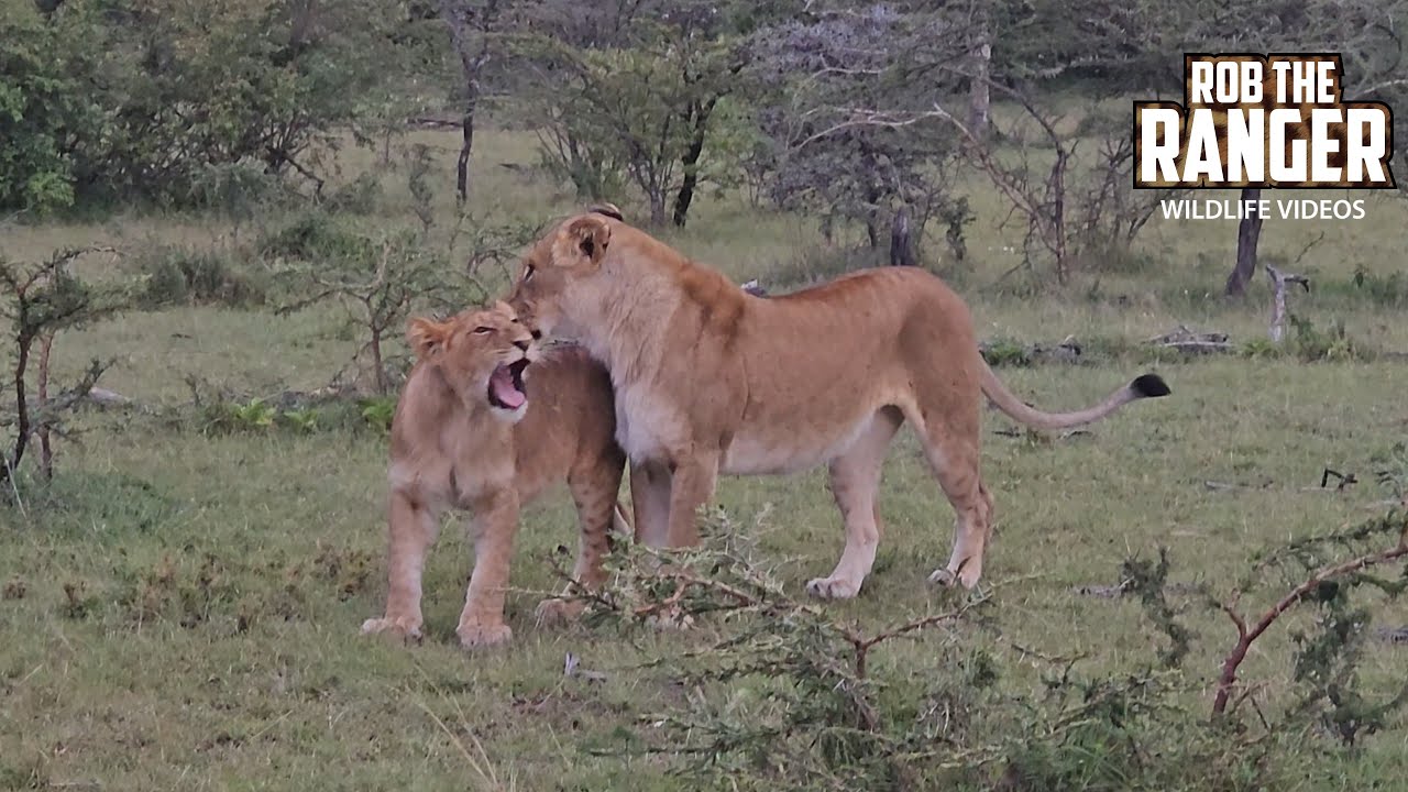 We Found LIONS Right Outside The Camp!!! | Lalashe Mara Ripoi Safari