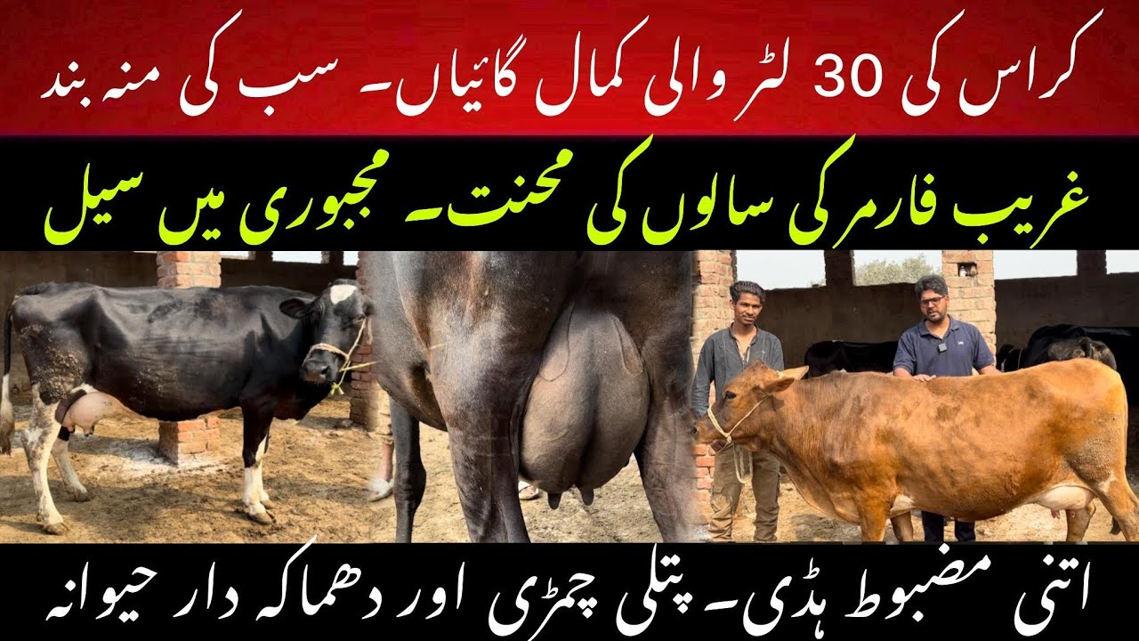 Best jersey crossbred cows 2025 II Top jersey ans sahiwal cross cow 2025 II Dr. Muzzammil