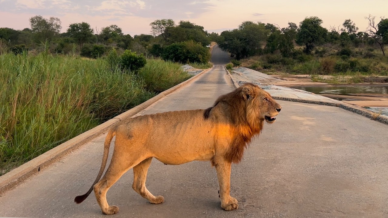 Kruger National Park - The Kruger Catwalk
